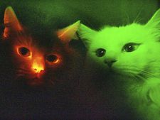 Leuchtende Katzen